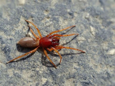red spider with red legs